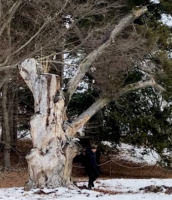tree  in Arboretum