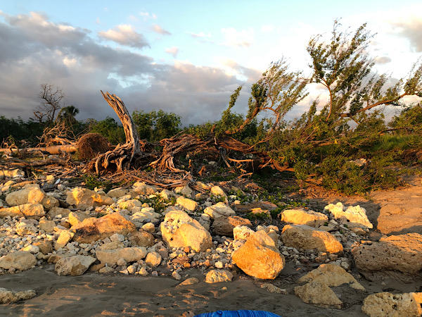 beach front greenery